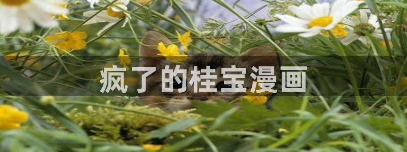韩漫黑道千金韩漫画最新章节免费阅读：疯了的桂宝漫画